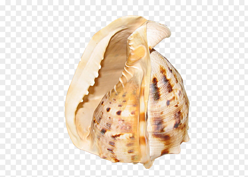 Mar Clam Conchology PhotoScape GIMP PNG