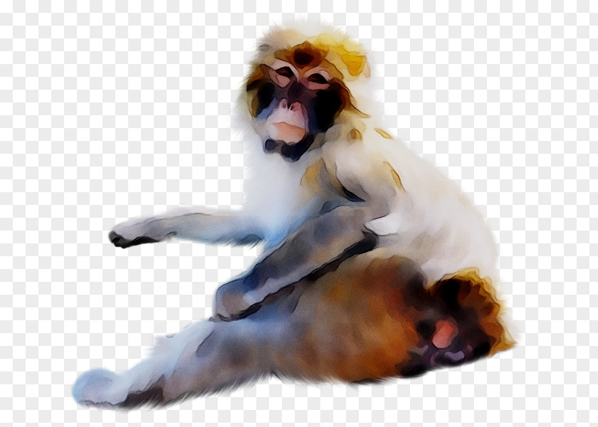 Old World Monkeys Baboons Clip Art PNG