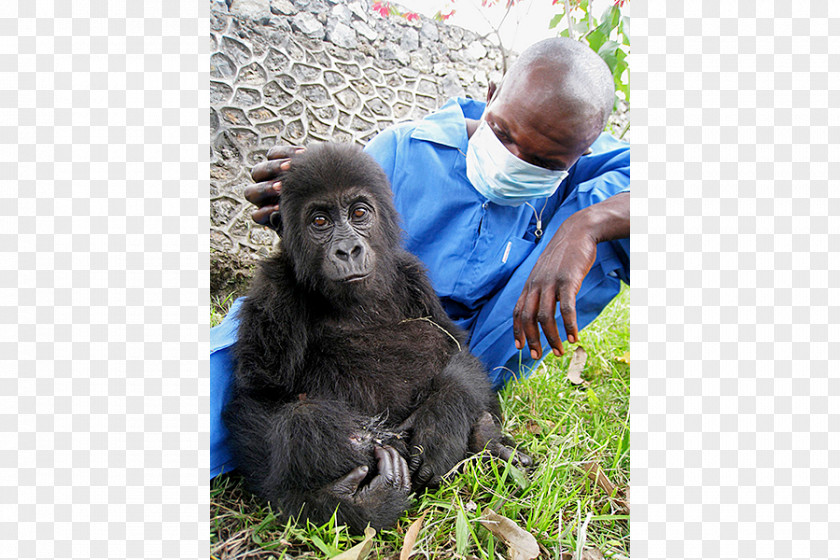 Orangutan Common Chimpanzee Western Gorilla Mountain Eastern Lowland PNG