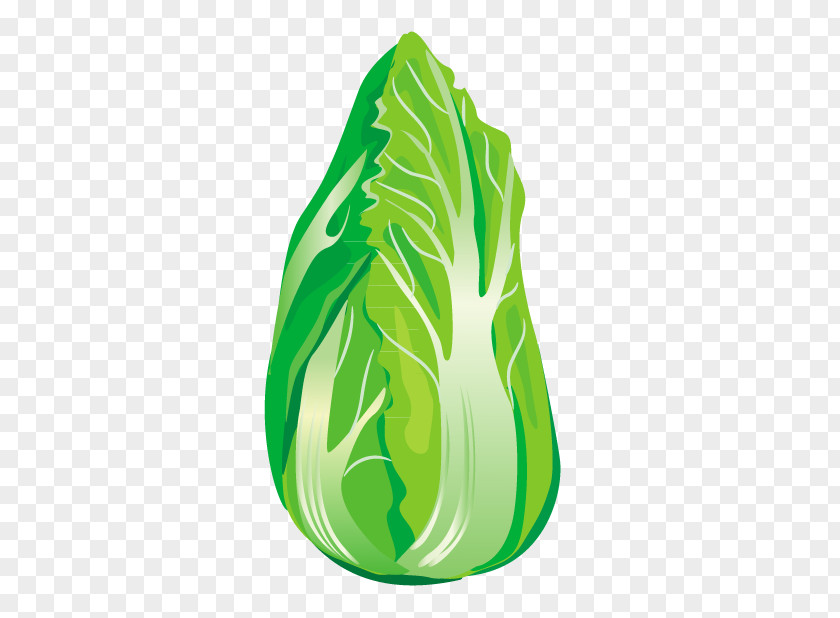 Chinese Cabbage Green Vegetable PNG