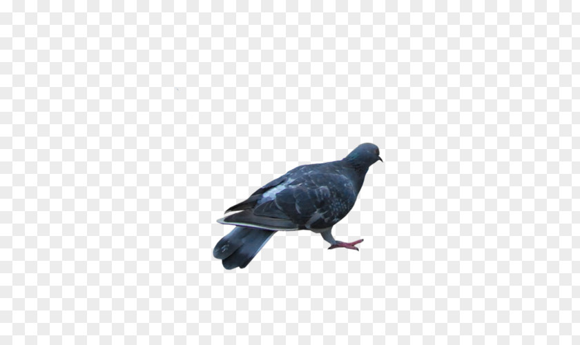 Columbidae Rock Dove Stock Homing Pigeon PNG