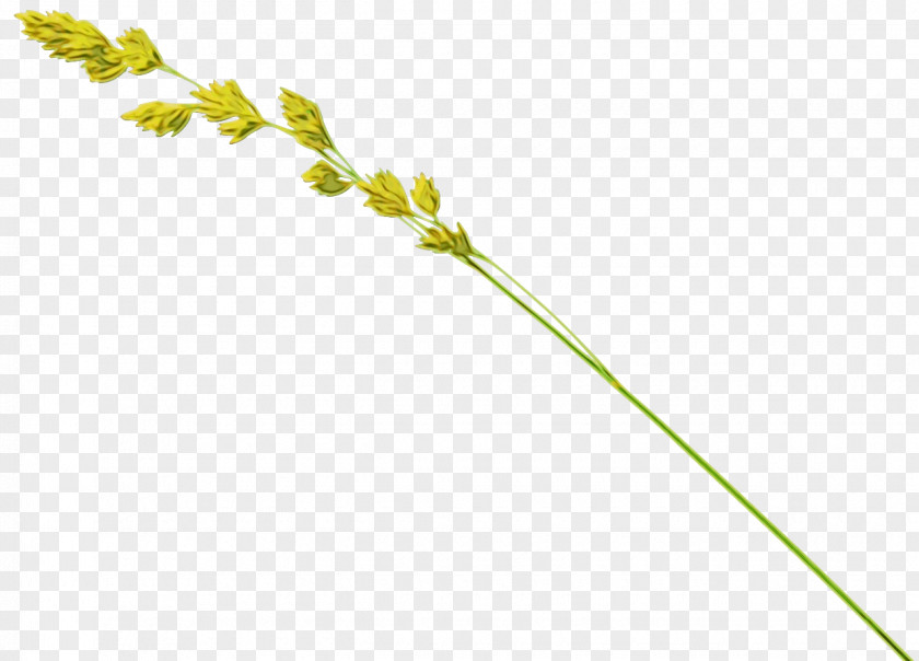 Grass Family Pedicel Cartoon PNG