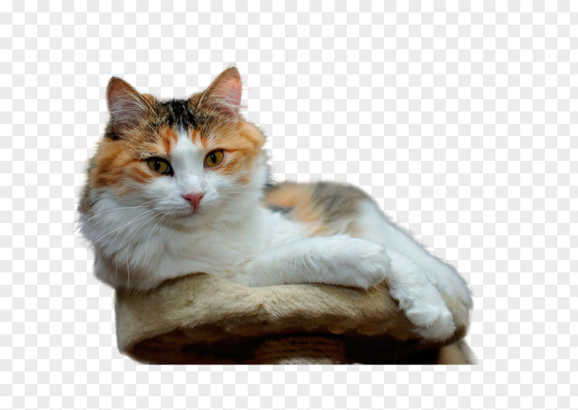 Kitten Birman Persian Cat Cymric Desktop Wallpaper PNG