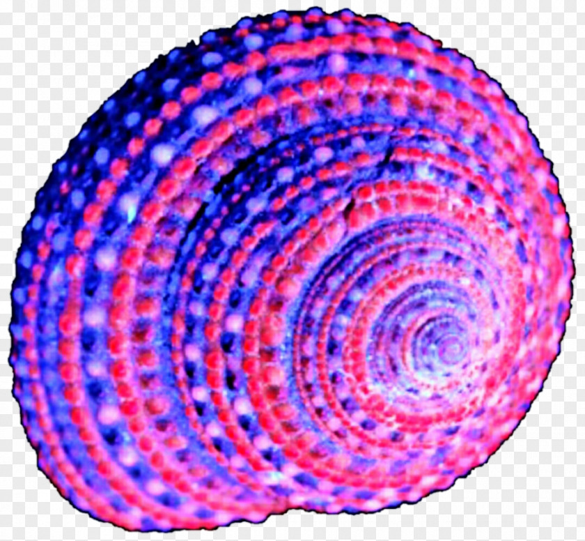 Seashell Circle Spiral Purple Violet Point PNG