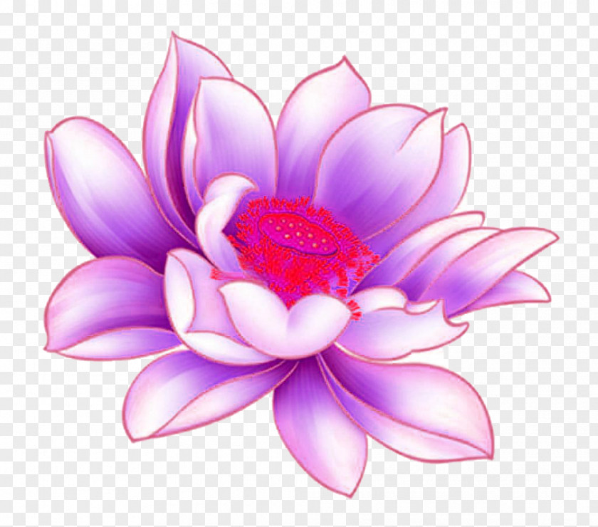 With Purple Lotus Picture Material Nelumbo Nucifera PNG