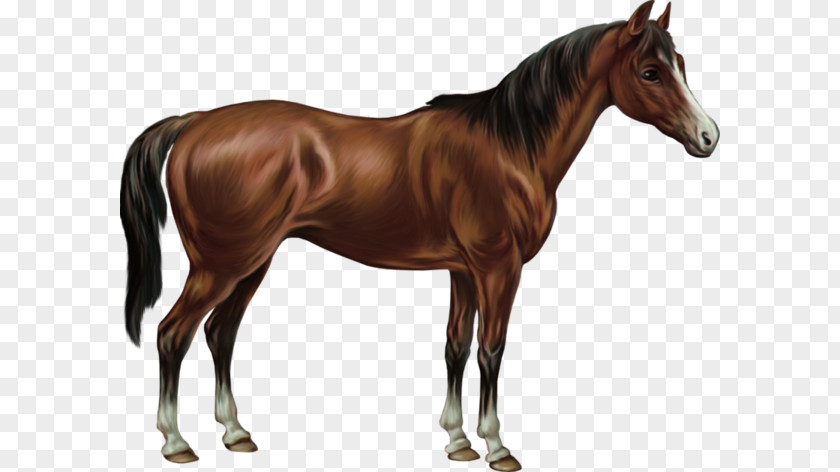 American Quarter Horse Australian Stock Batak Pony Equestrian PNG