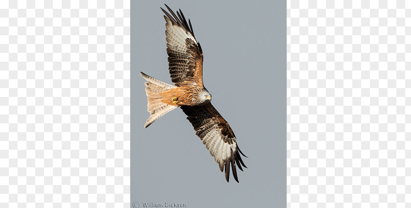 Bird Of Prey Bald Eagle Kite Buzzard PNG