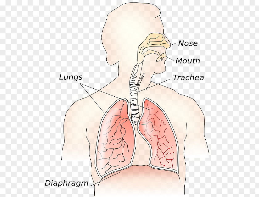Difference Between Science And Technology Respiratory System Clip Art Respiration Lung Tract PNG