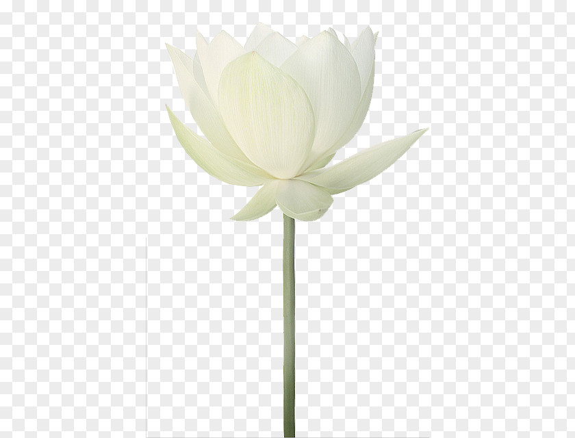 Flower Clip Art PNG