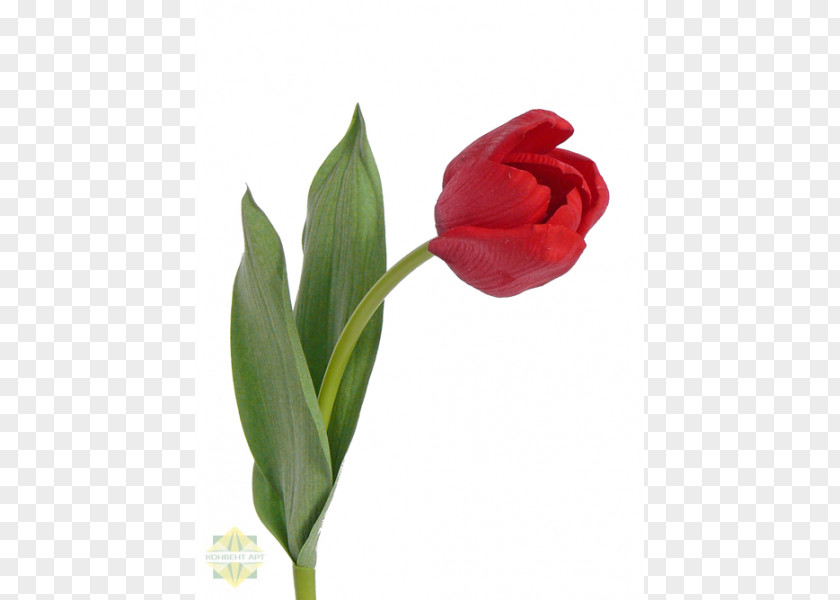 Tulip Red Blue White Green PNG