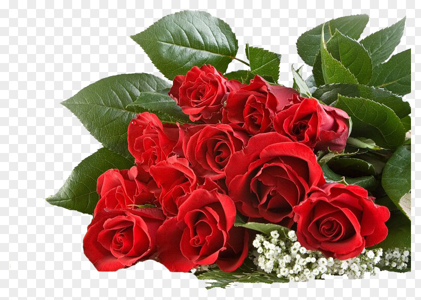 50 лет Rose Flower Karachi Gifts Desktop Wallpaper PNG