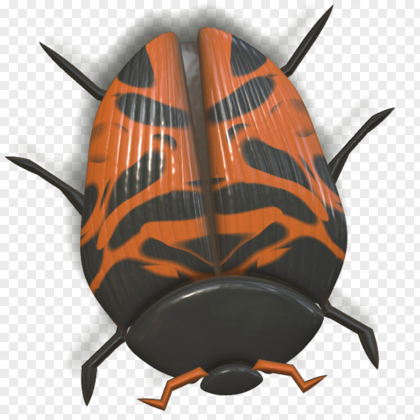 Beetle Orange Ladybird PNG