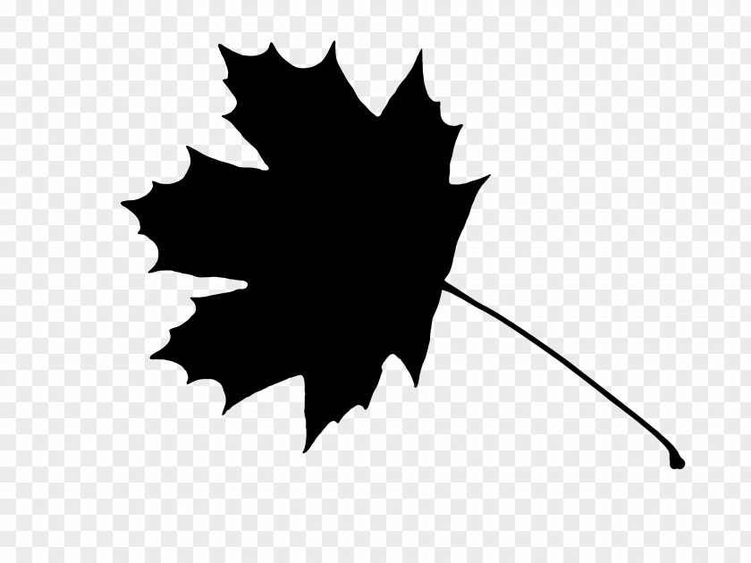 Maple Leaf Norway Sycamore Red PNG