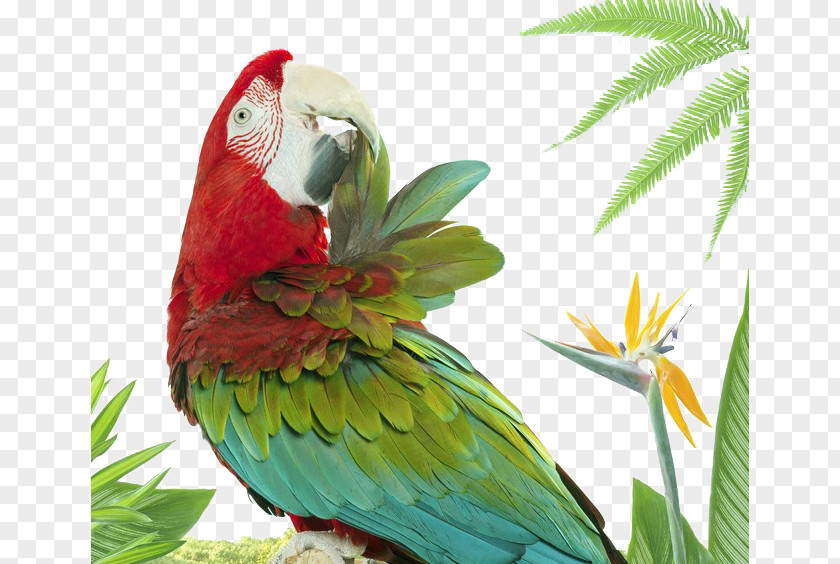 Parrot Lovebird Photographer Animal PNG