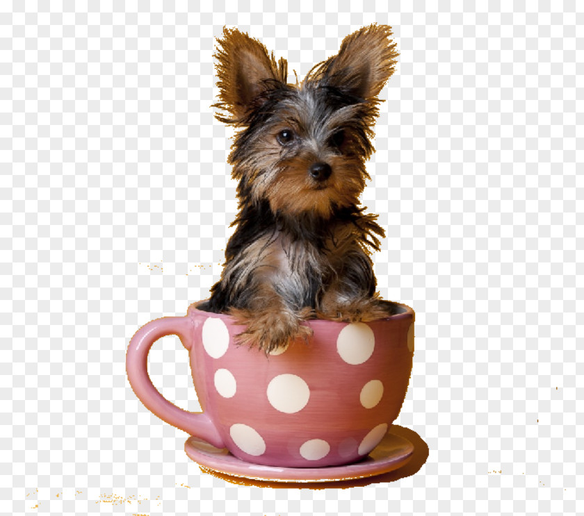 Puppy Yorkshire Terrier Pomeranian Scottish Tea PNG