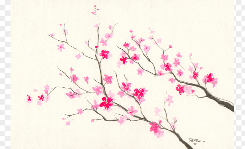 Sakura Flower Drawing Cherry Blossom Pencil Sketch PNG