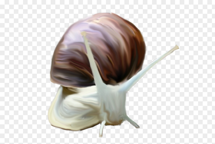 Snail Watercolor Painting Image Clip Art PNG