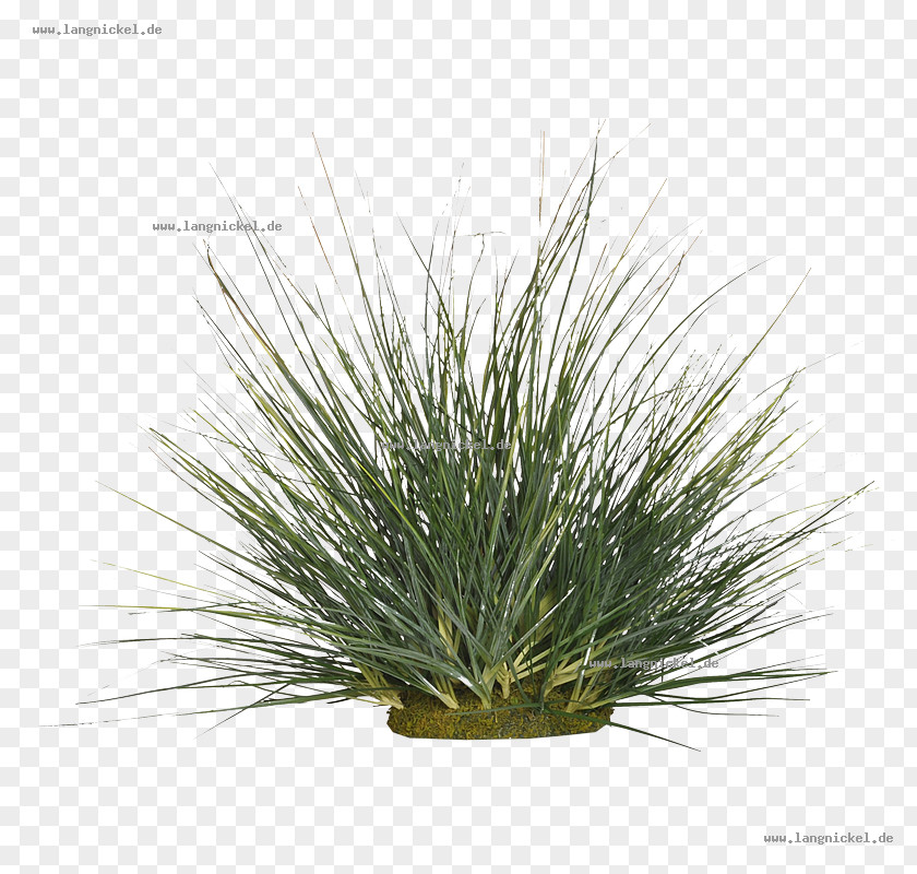 Tree Grasses Family PNG