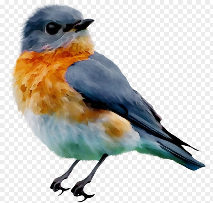 Bird Bluebird Beak Eastern European Robin PNG