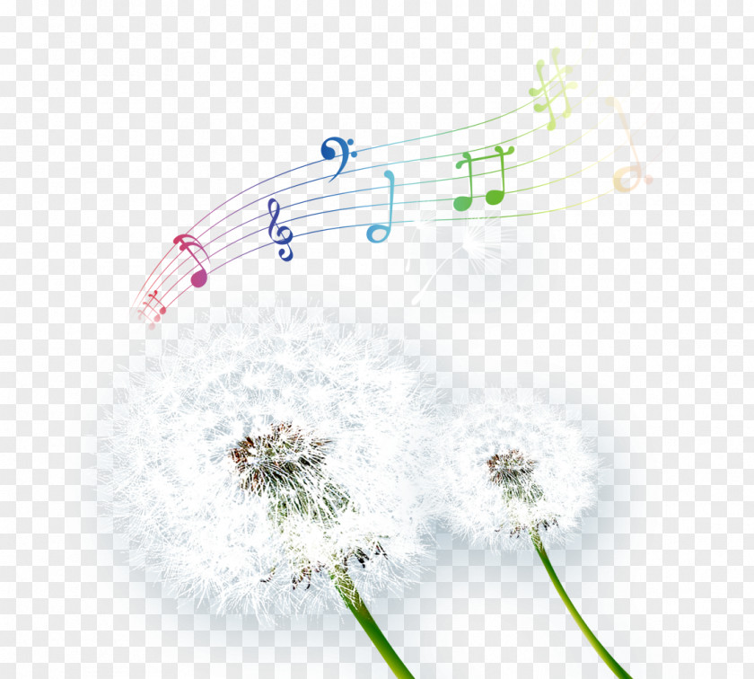 Dandelion And White Musical Note Common Taraxacum Platycarpum PNG