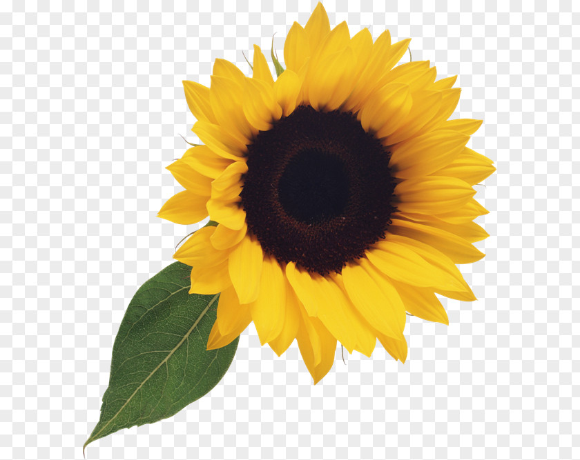 Grist Common Sunflower Kiev Zhivana Clip Art PNG