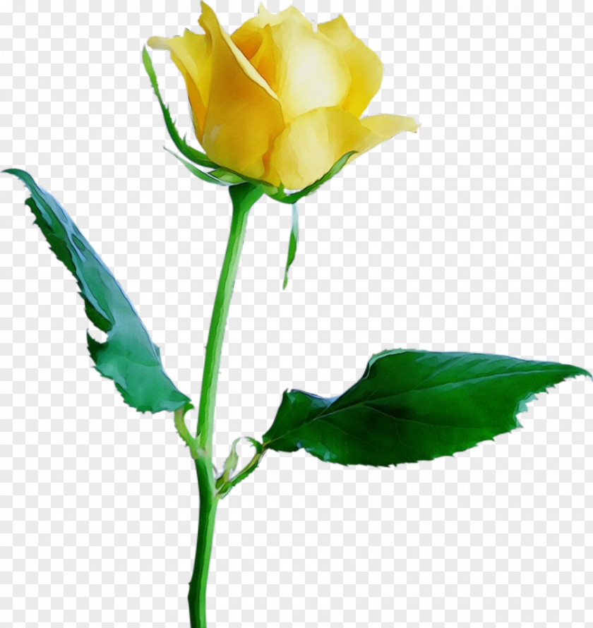 Rose Order Artificial Flower Drawing Of Family PNG