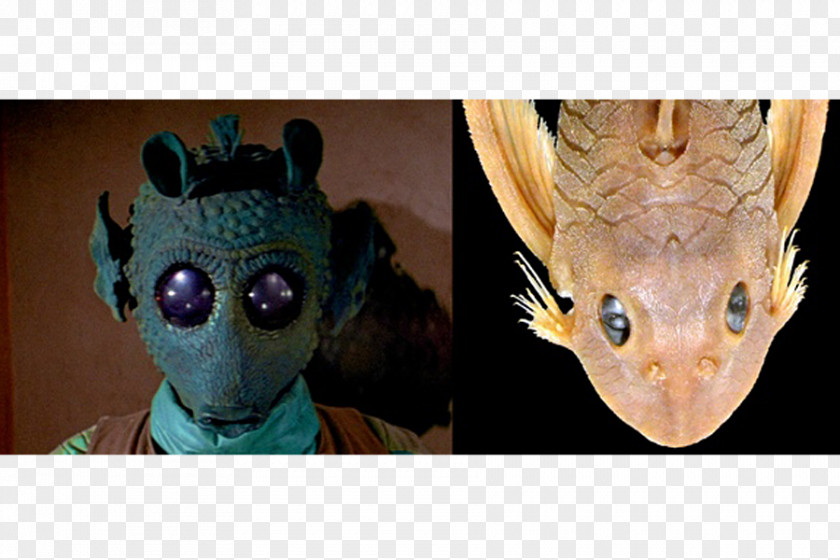 Star Fish Greedo Han Solo Character Wars Catfish PNG