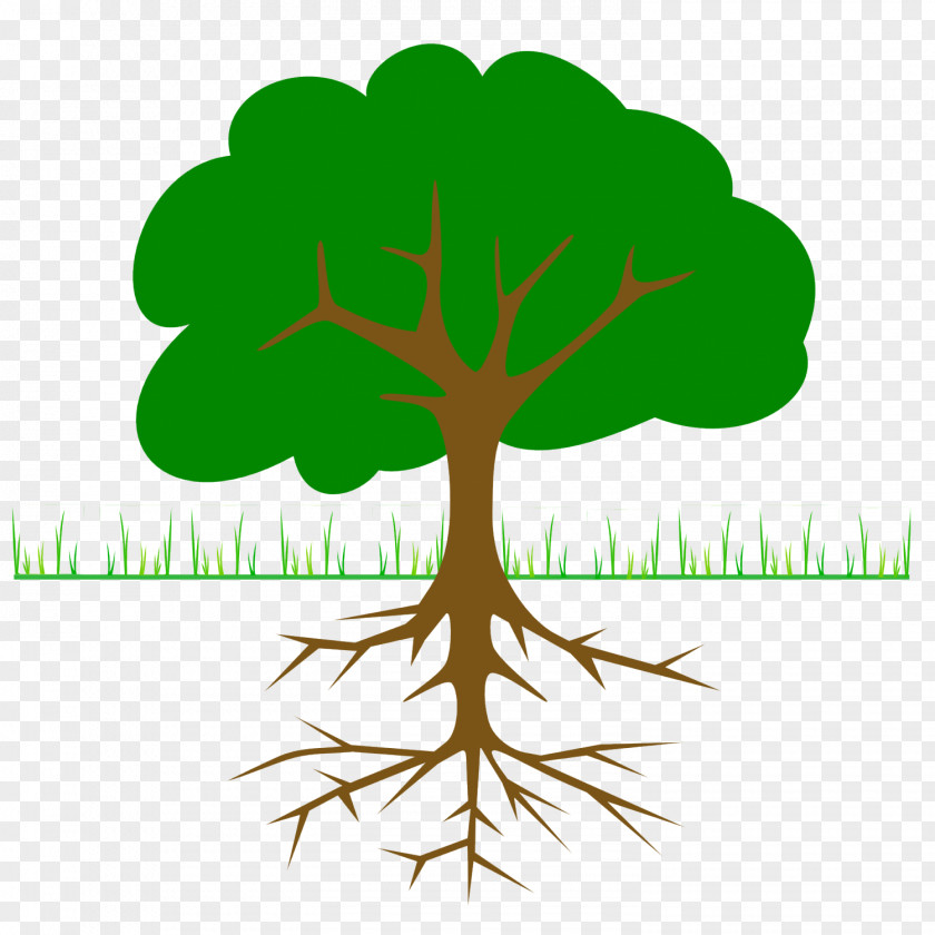 Tree Branch The Great Kapok Clip Art PNG