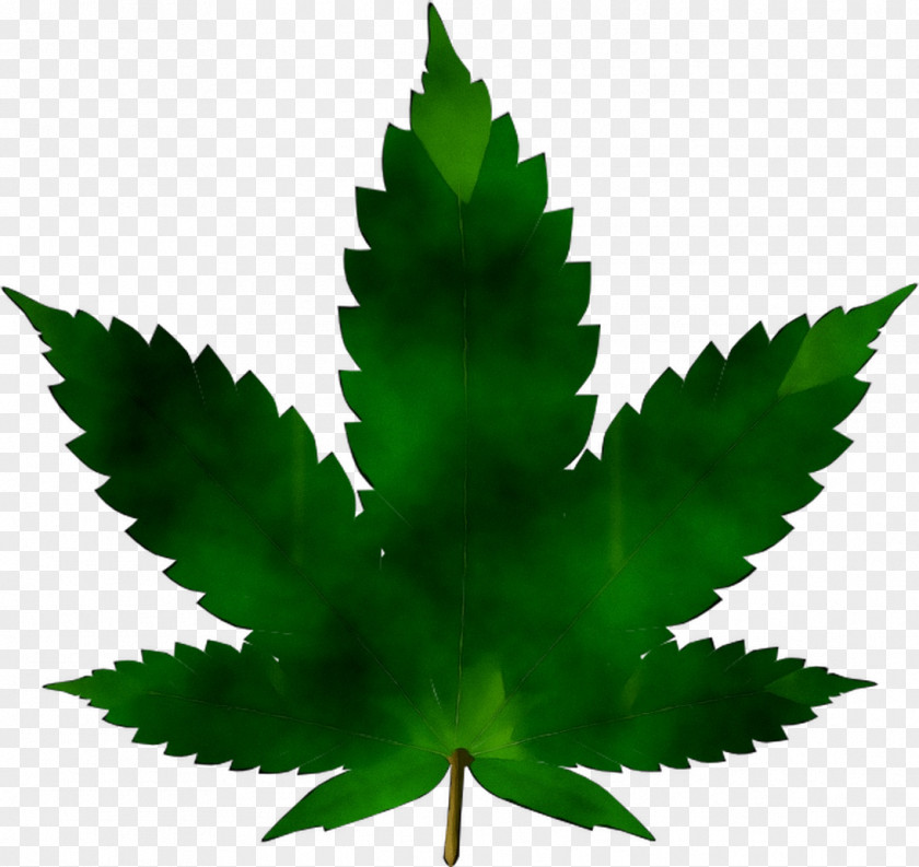 Cannabis Sativa Ruderalis Clip Art Medical PNG