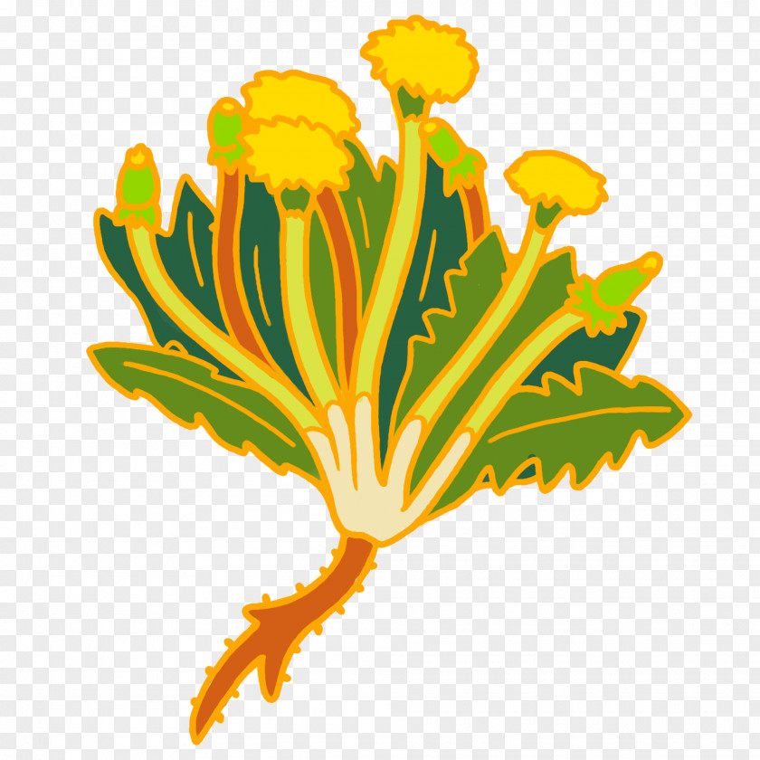 Flowering Plant Tagetes Clover Drawing PNG