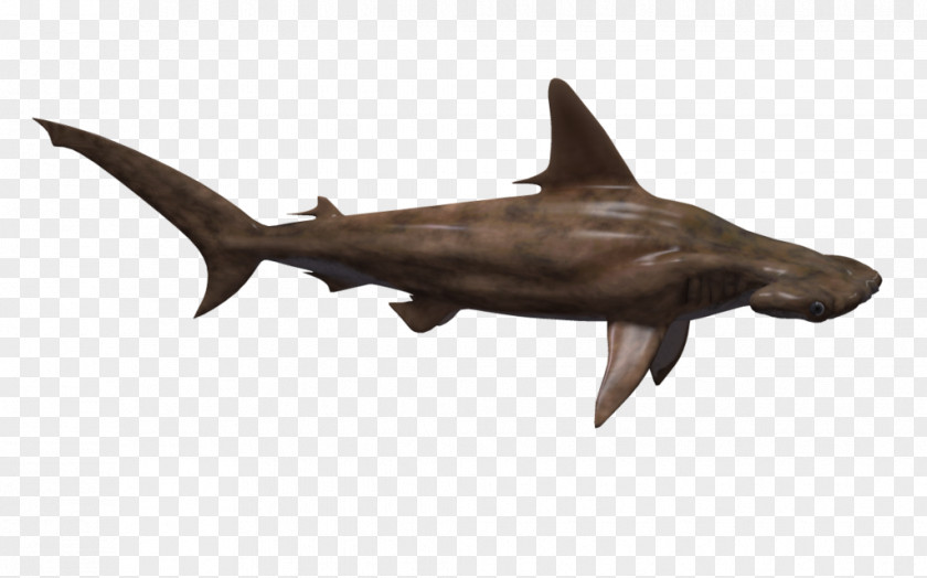 Hammerhead Shark Fish PNG