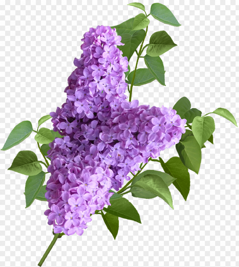 Lilac Lavender Shrub Common PNG