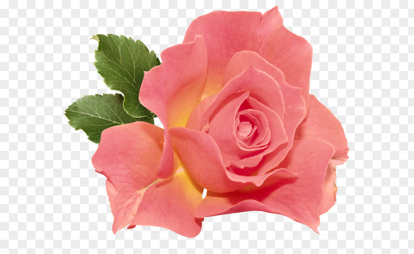 Orange Rose Clipart Flower Clip Art PNG