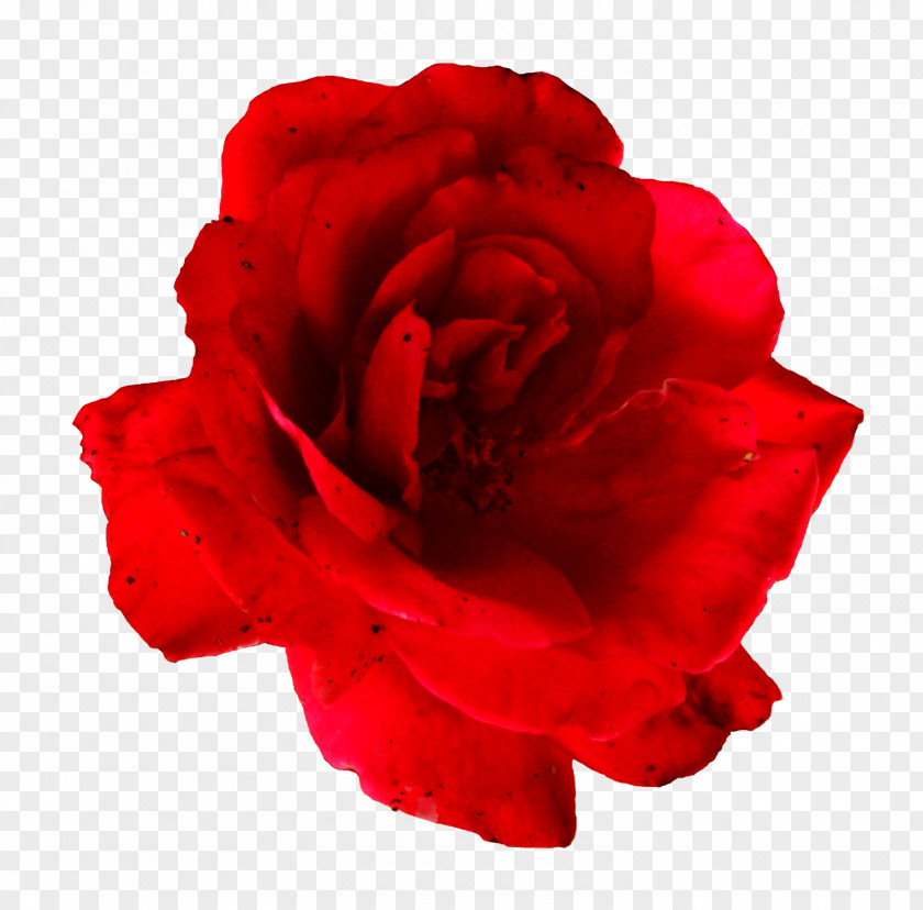 Rose Flower Centifolia Roses Garden Clip Art PNG