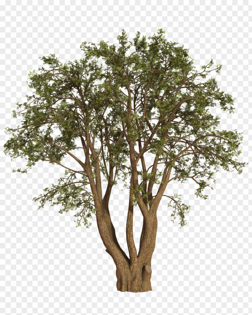 Tree Shrub Oak Willow PNG