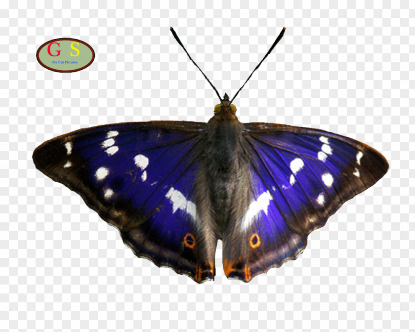 Diverse Nymphalidae Apatura Iris Butterflies And Moths Eye PNG