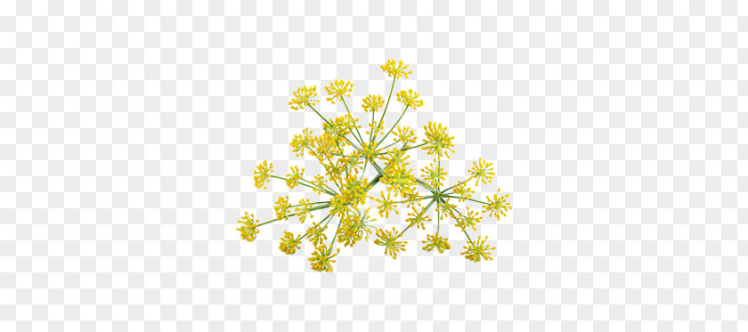 Flower Cow Parsley Fennel Anise Stock Photography PNG