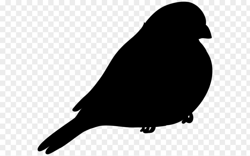 Beak American Sparrows Clip Art Fauna Silhouette PNG