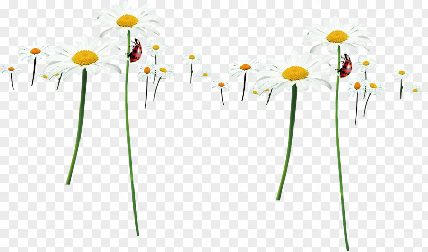 Chrysanthemum Floral Design Yellow Energy Petal PNG