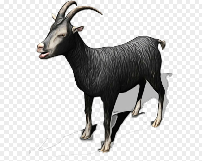 Goat Chamois Cattle Mammal Fauna PNG