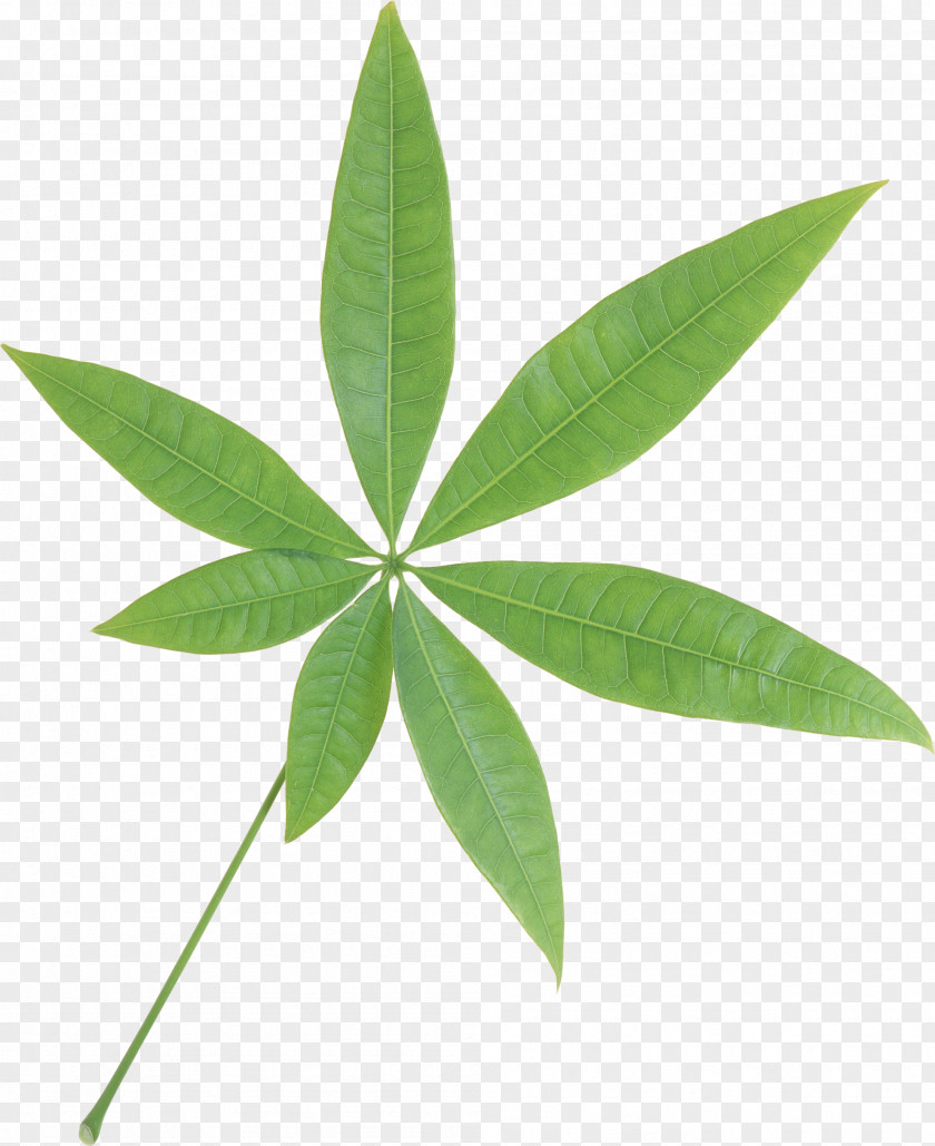 Green Leaf Clip Art PNG