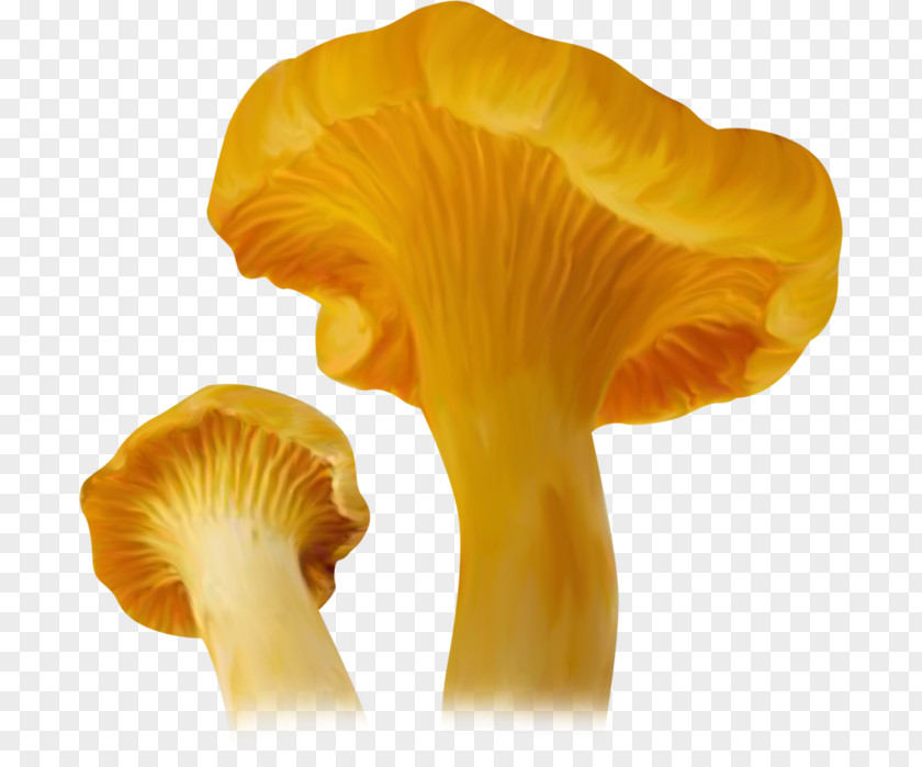 Mushroom Fungus Oyster Agaricaceae Collage PNG