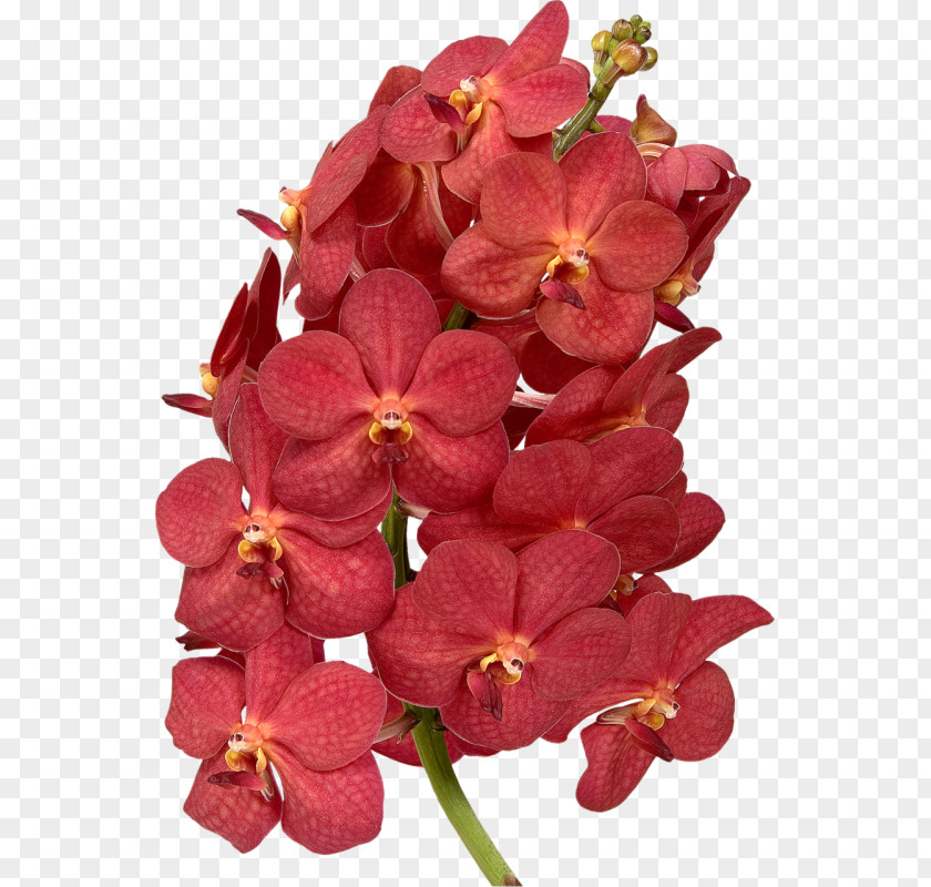 Orchids Moth Petal Waling-waling Cut Flowers PNG