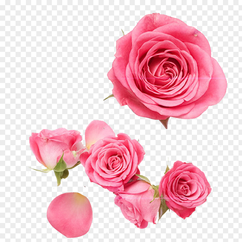 Pink Rose Garden Roses Centifolia Beach Petal PNG
