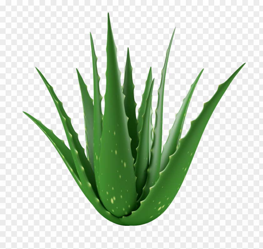 Plant Aloe Vera Medicinal Plants Gel Succulent PNG