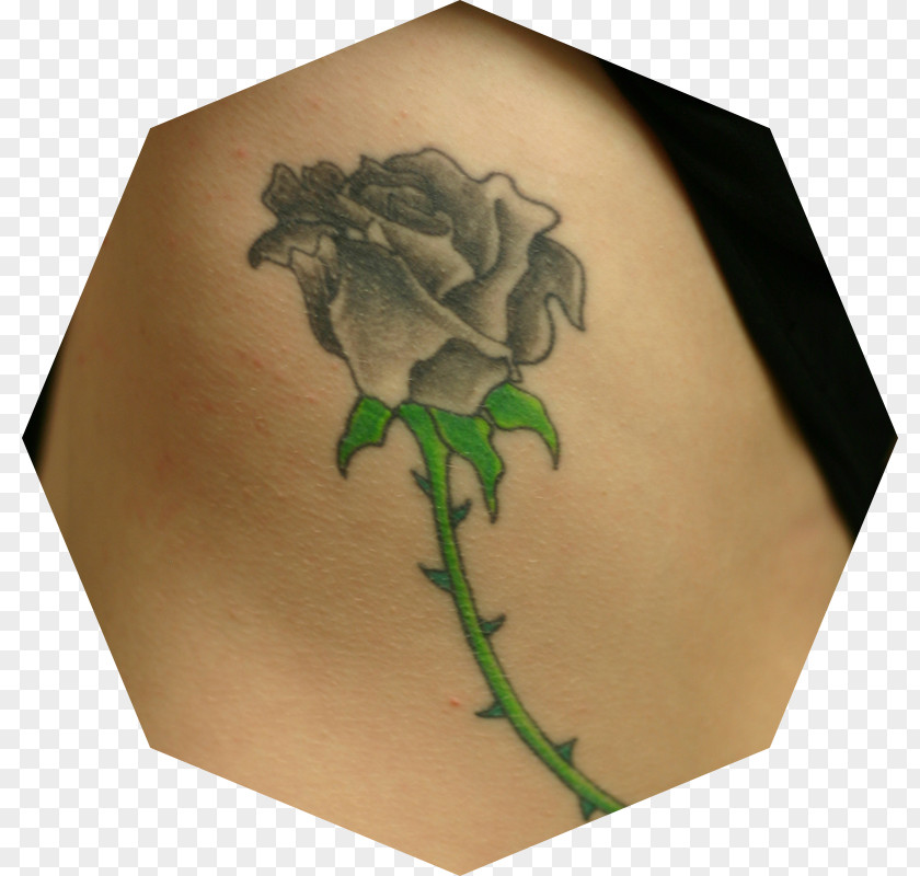 Roses Tattoo Abziehtattoo Neck Shoulder Internet Forum PNG