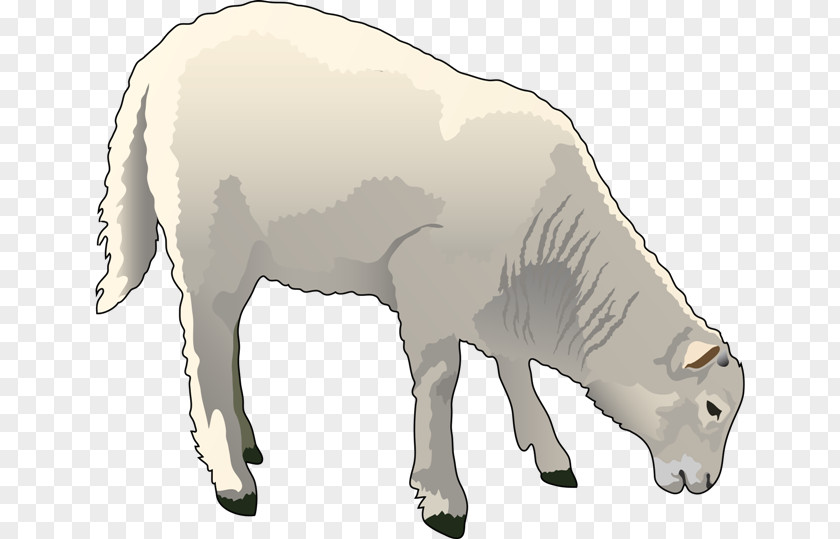 Sheep Sheep–goat Hybrid Clip Art PNG