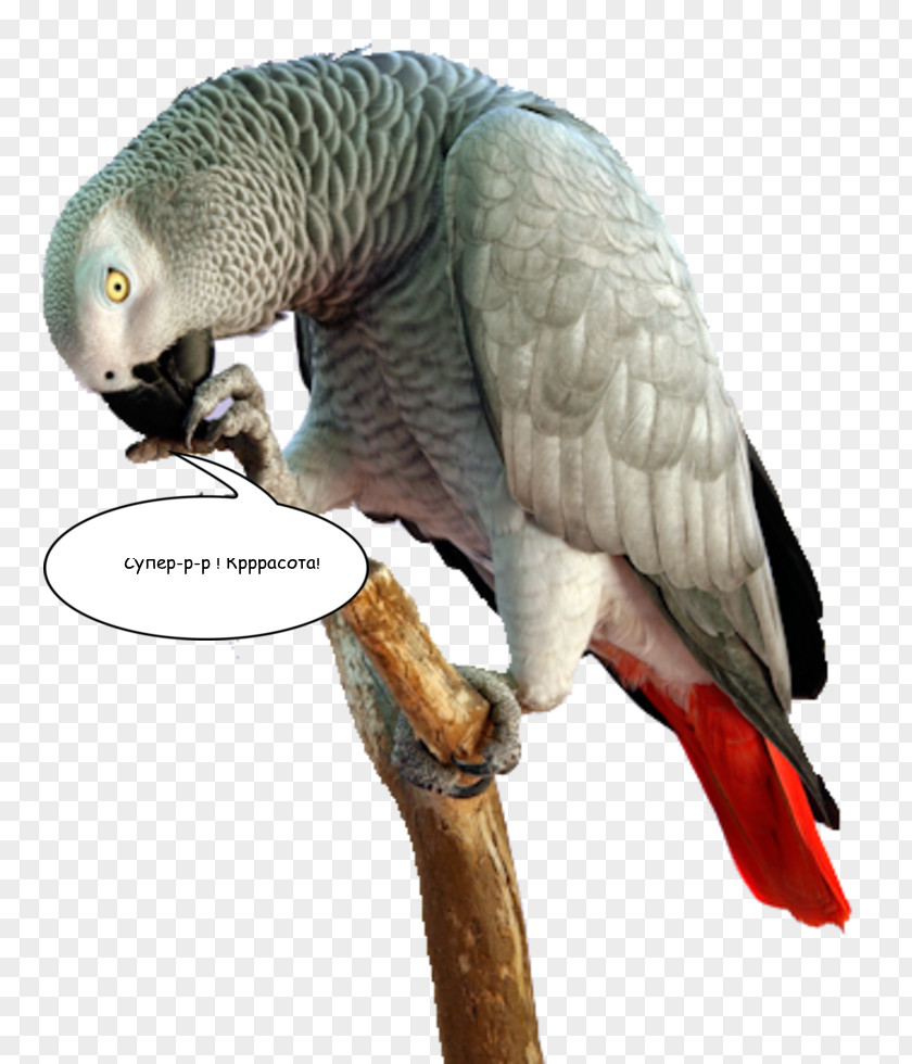 Bird Parrot Beak Dactyly 攀禽 PNG
