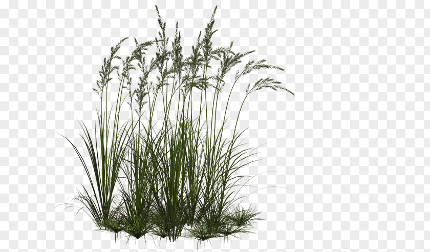 Flowers Grass Grasses Ornamental Clip Art PNG