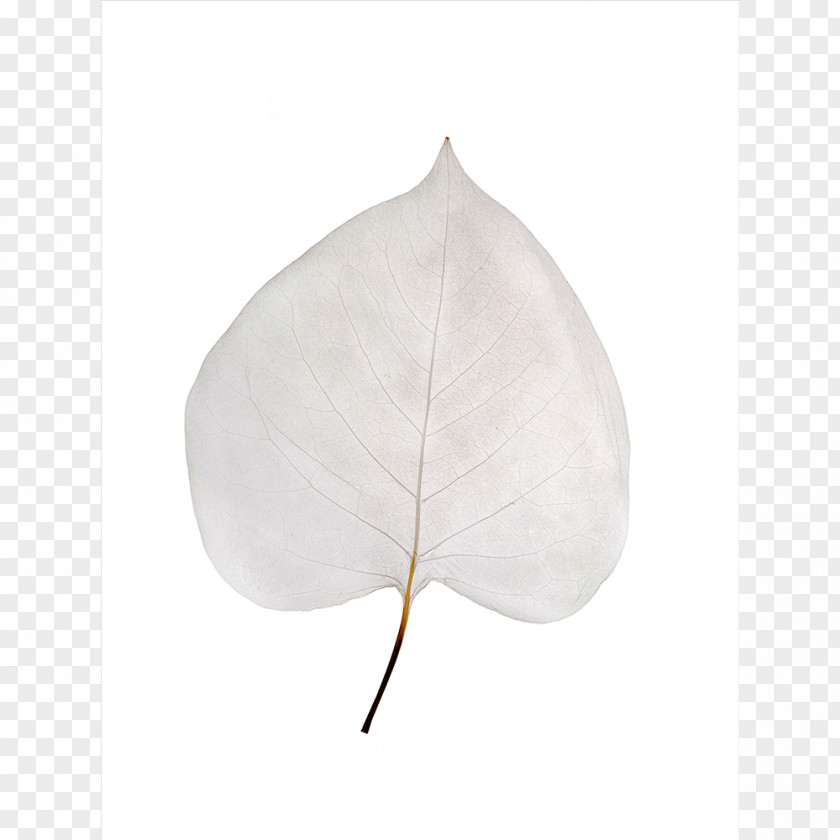 Fragile Leaf PNG